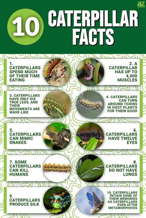 katerpilar|caterpillar fact sheet.